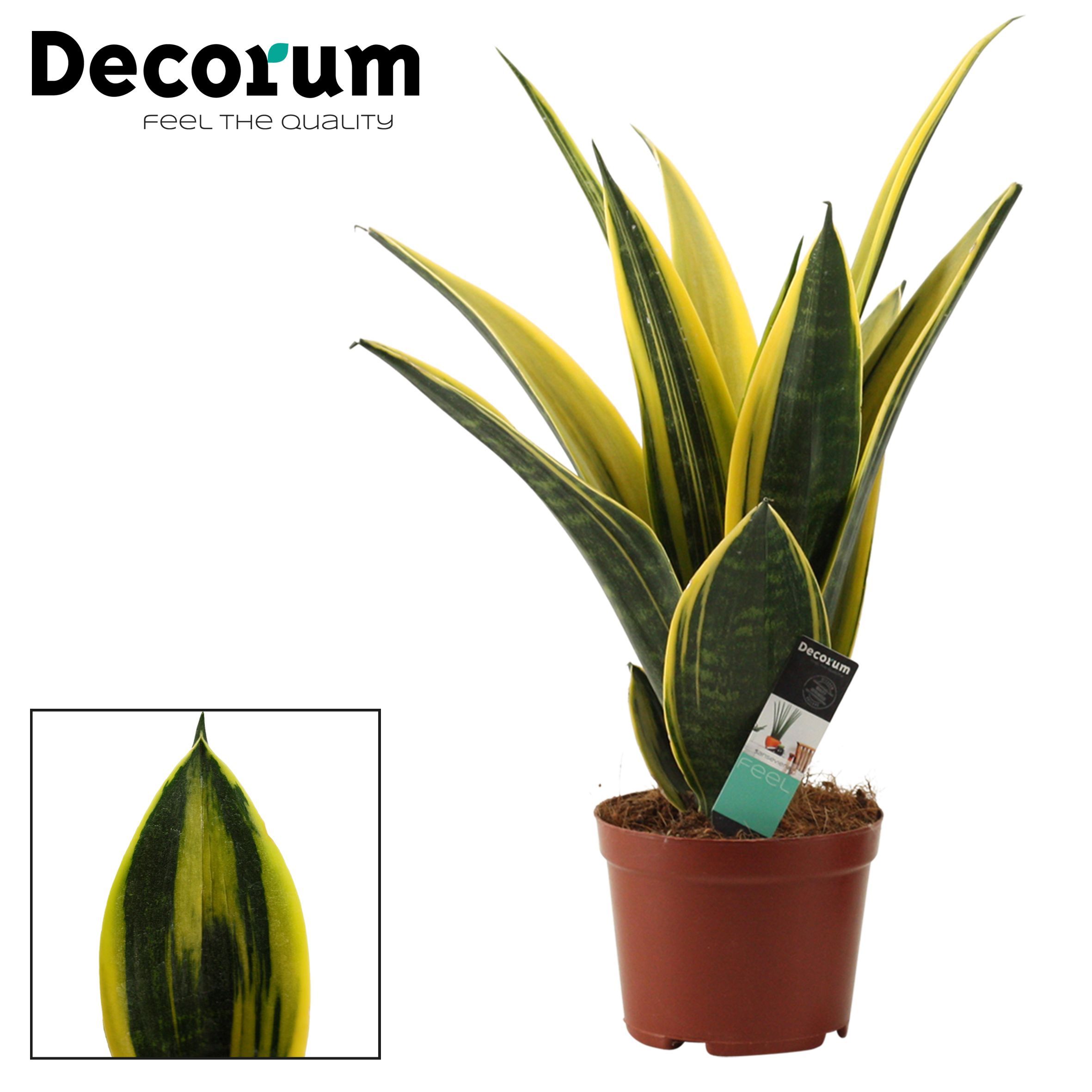 Горшечные цветы и растения оптом Sansevieria Golden Flame (decorum) от 7шт из Голландии с доставкой по России
