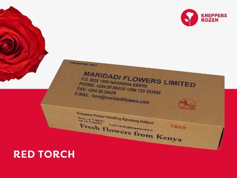 Срезанные цветы оптом Rosa large red torch от 620шт из Голландии с доставкой по России