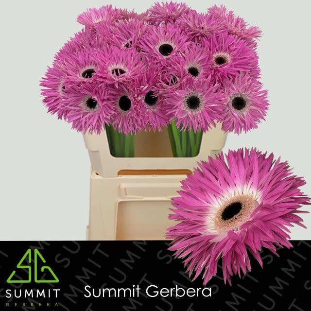 Срезанные цветы оптом Gerbera stitch+ от 40шт из Голландии с доставкой по России