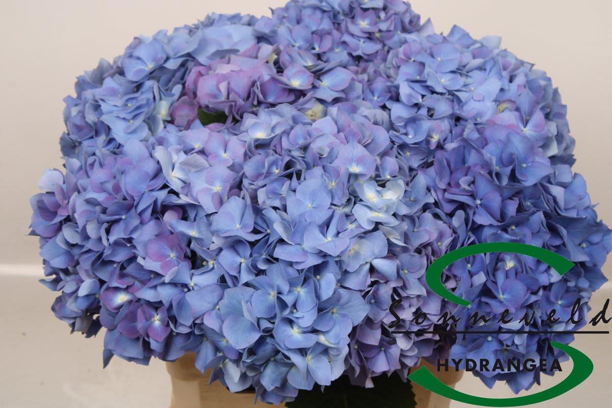 Срезанные цветы оптом Hydrangea pimpernel purple от 10шт из Голландии с доставкой по России