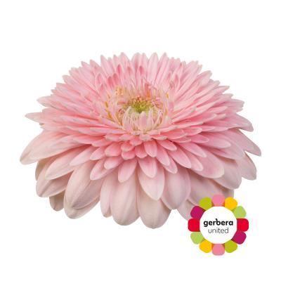 Срезанные цветы оптом Germini diamond gerrondo panucci от 40шт из Голландии с доставкой по России