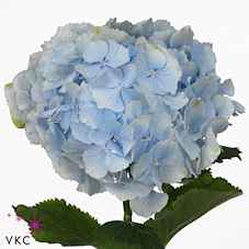 Срезанные цветы оптом Hydrangea verena blue от 10шт из Голландии с доставкой по России