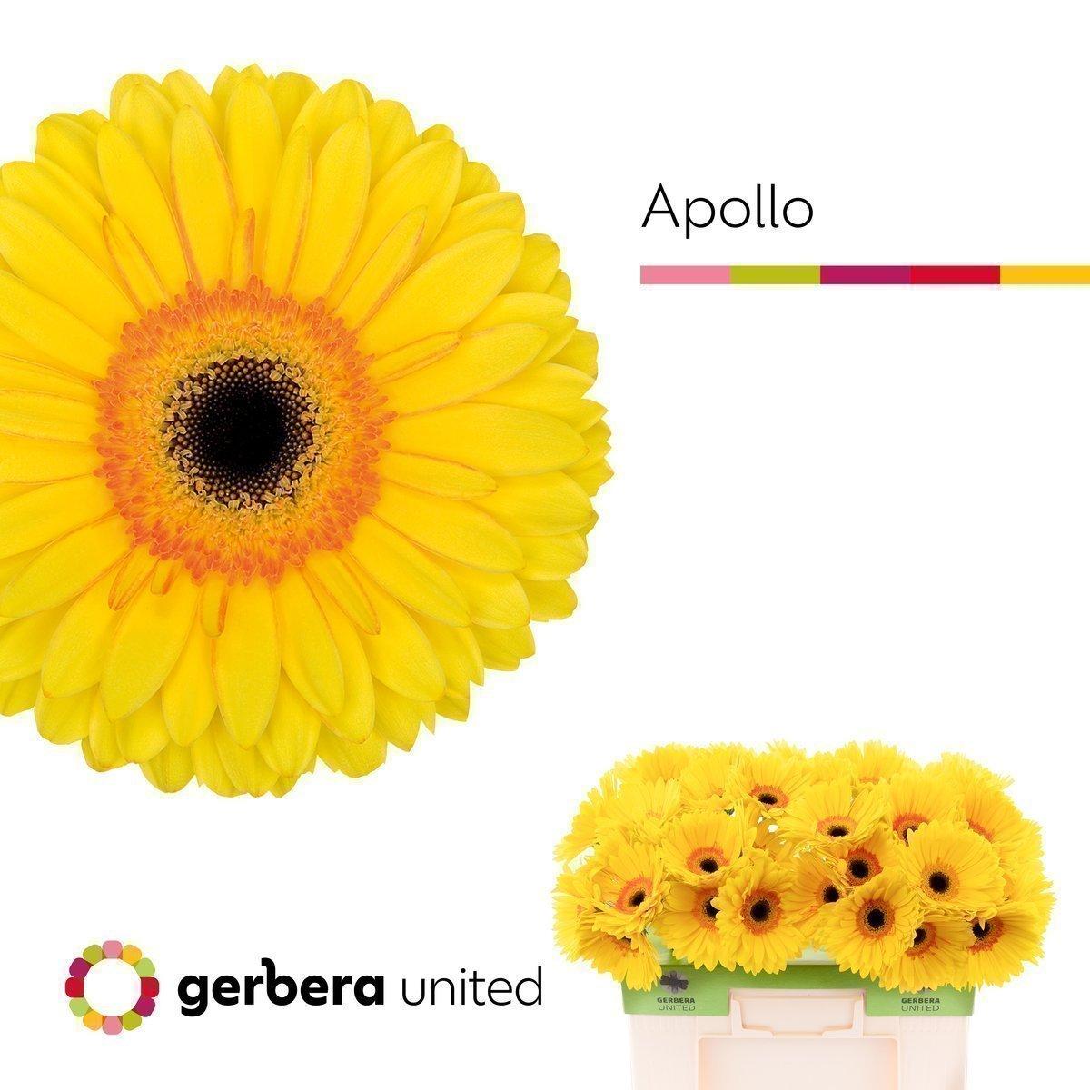 Срезанные цветы оптом Gerbera apollo от 40шт. из Голландии с доставкой по России