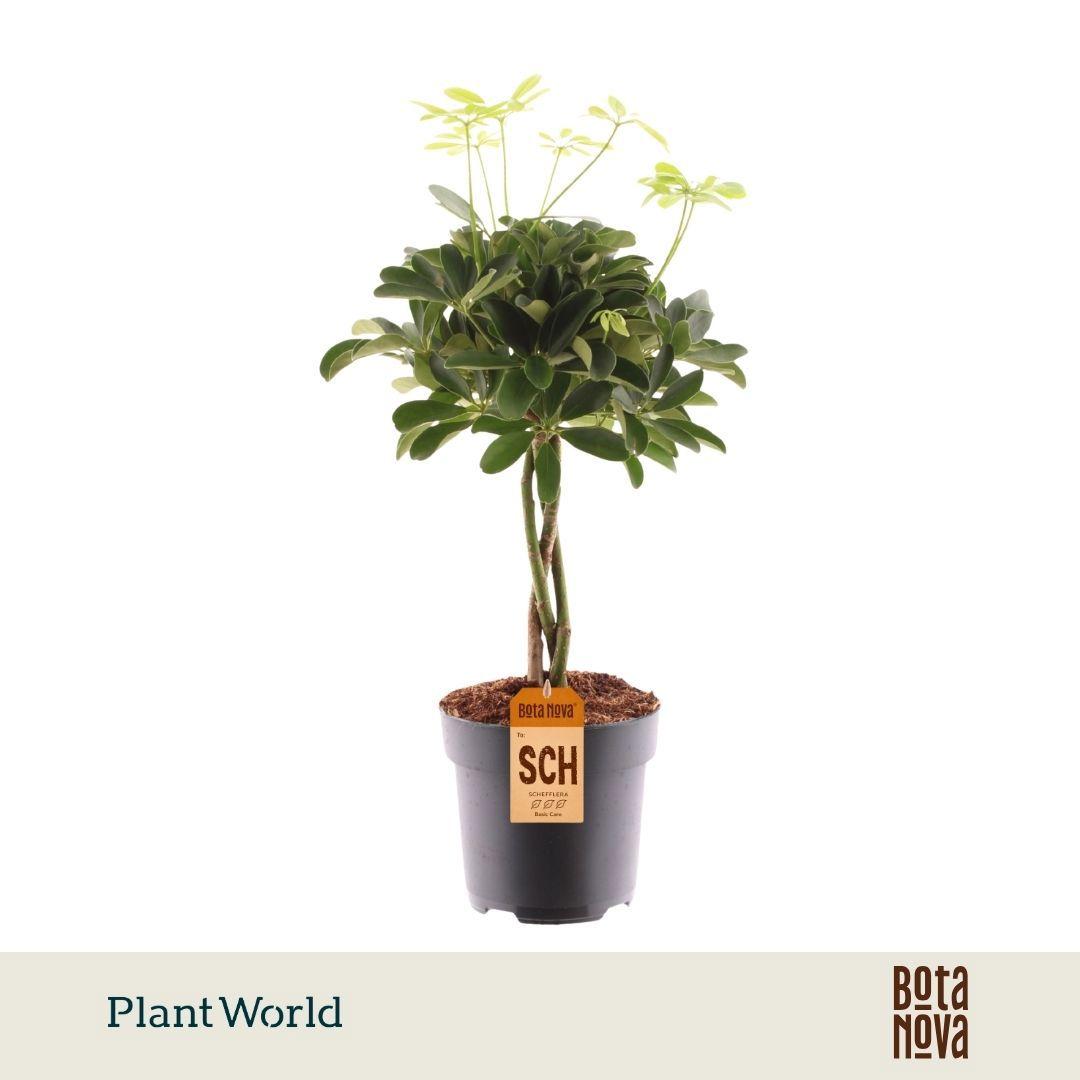 Горшечные цветы и растения оптом Schefflera Nora Twisted от 6шт из Голландии с доставкой по России