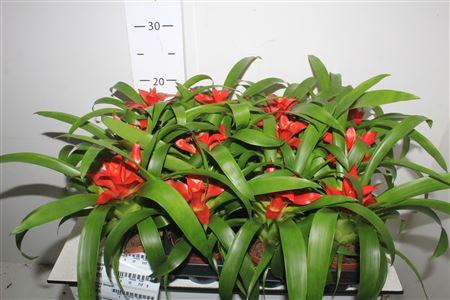 Горшечные цветы и растения оптом Guzmania Tempo от 12шт (для телеги) из Голландии с доставкой по России