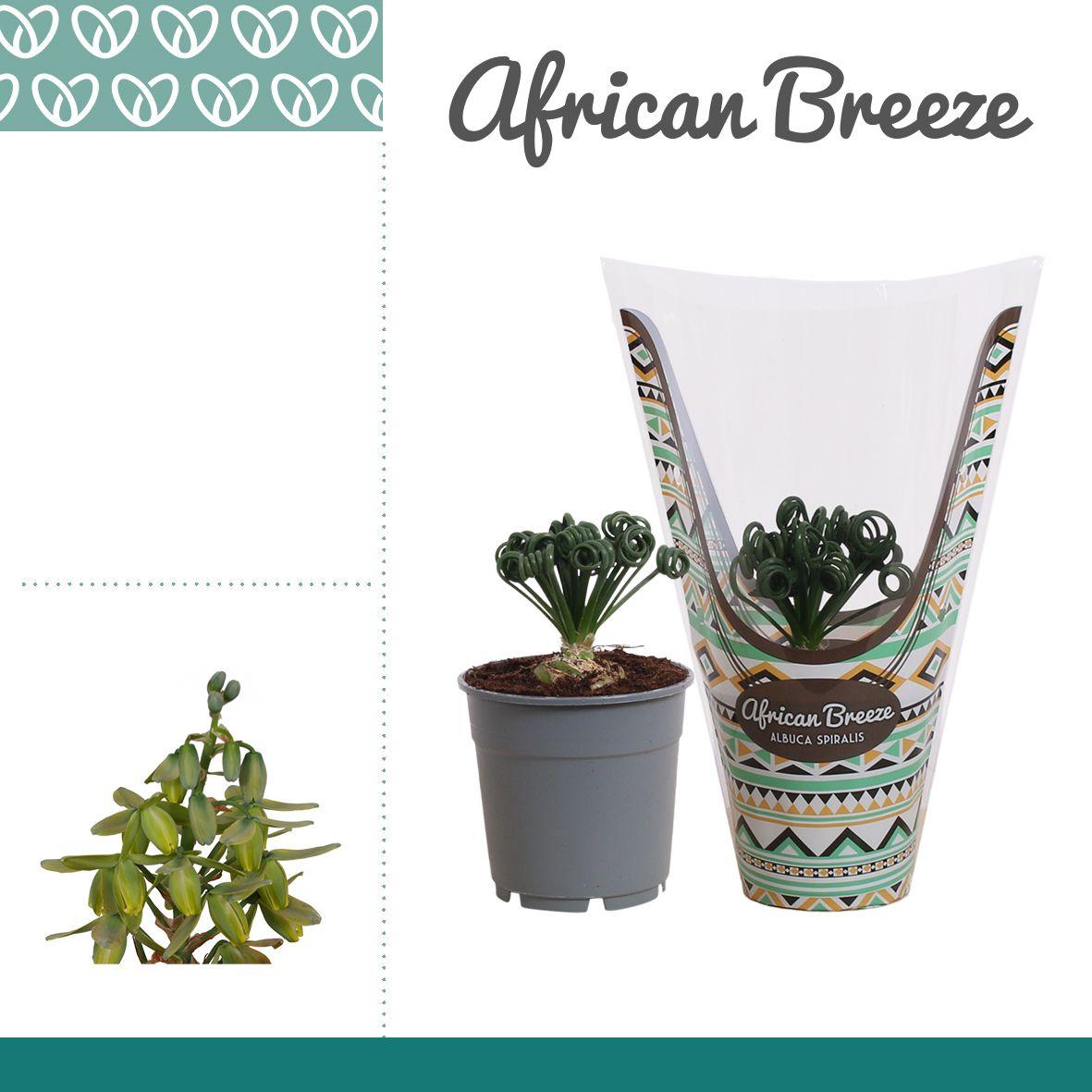 Горшечные цветы и растения оптом Albuca Spiralis Frizzle Sizzle In Sleeve от 6шт из Голландии с доставкой по России