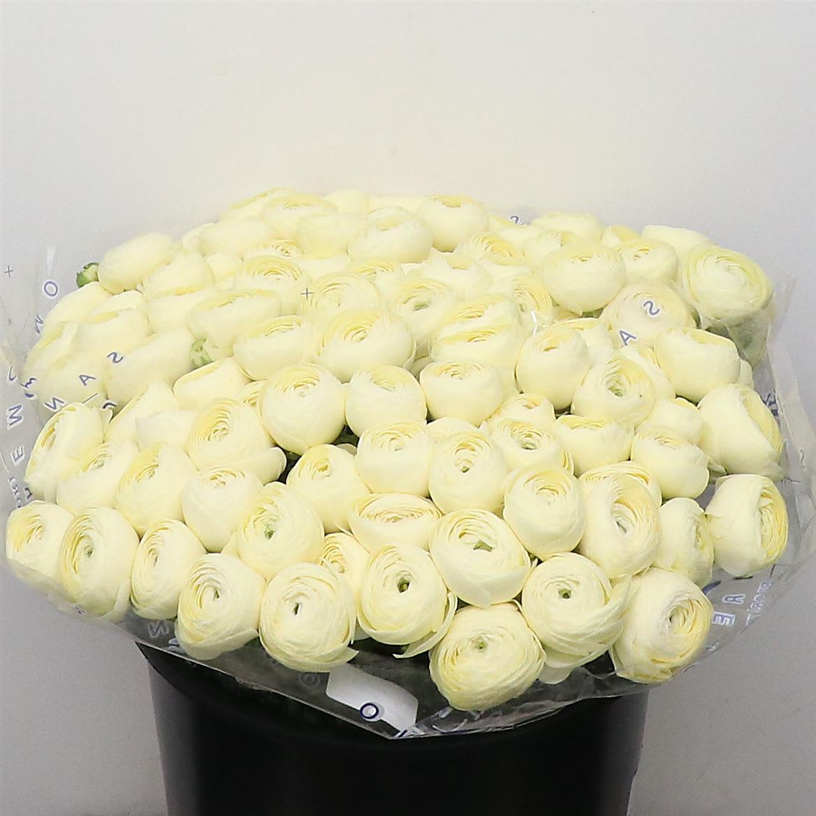 Срезанные цветы оптом Ranunculus succes commedia от 100шт из Голландии с доставкой по России