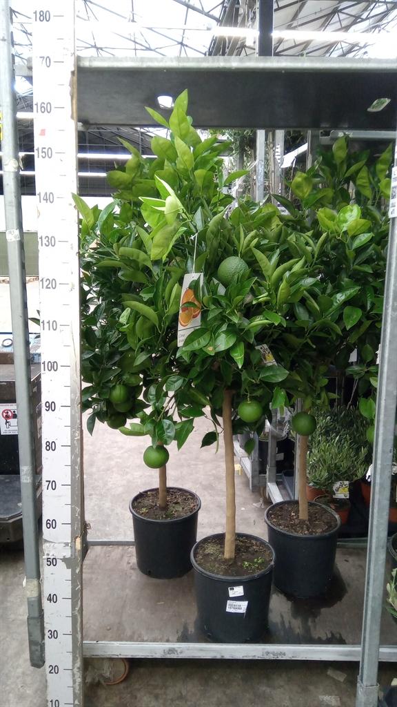 Горшечные цветы и растения оптом Citrus Sinensis от 1шт (для телеги) из Голландии с доставкой по России
