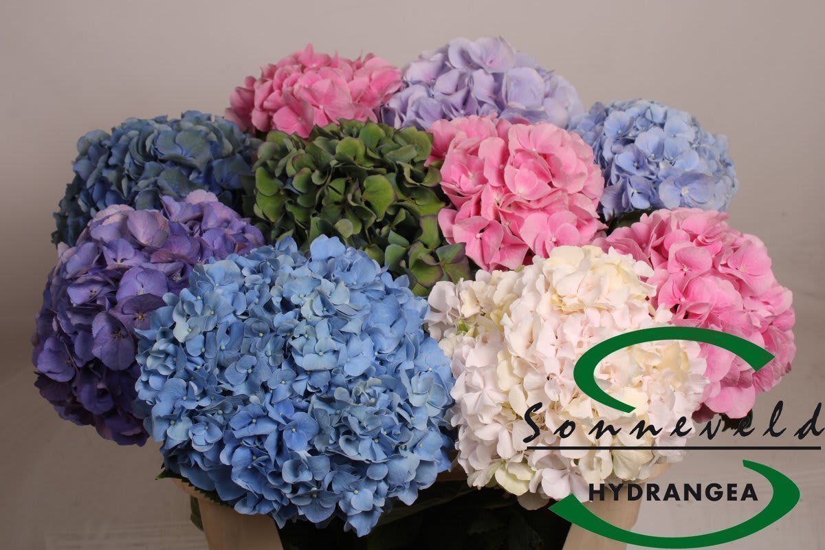 Срезанные цветы оптом Hydrangea mix in bucket от 10шт. из Голландии с доставкой по России