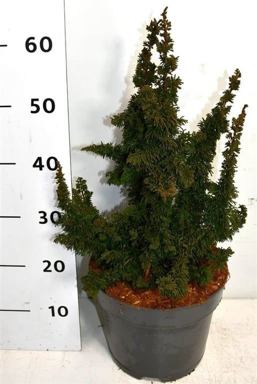 Горшечные цветы и растения оптом Thuja Occ Malonyana Holub от 1шт из Голландии с доставкой по России