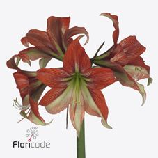 Срезанные цветы оптом Hippeastrum happy valley от 15шт из Голландии с доставкой по России