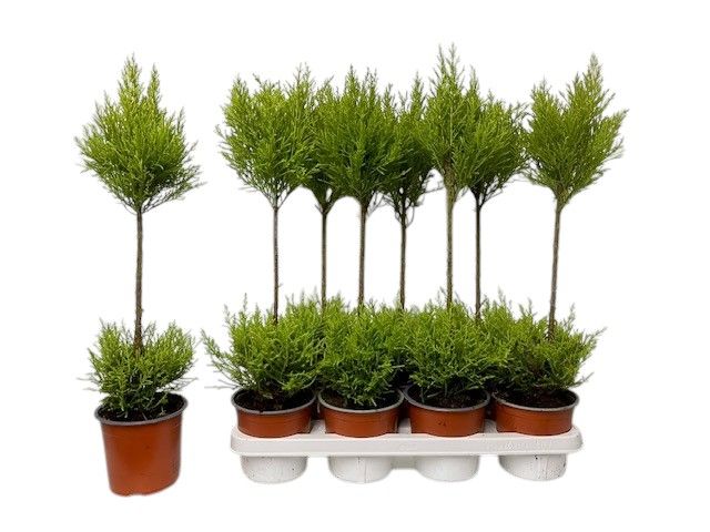 Горшечные цветы и растения оптом Cupressus Wilma Duobol от 7шт из Голландии с доставкой по России