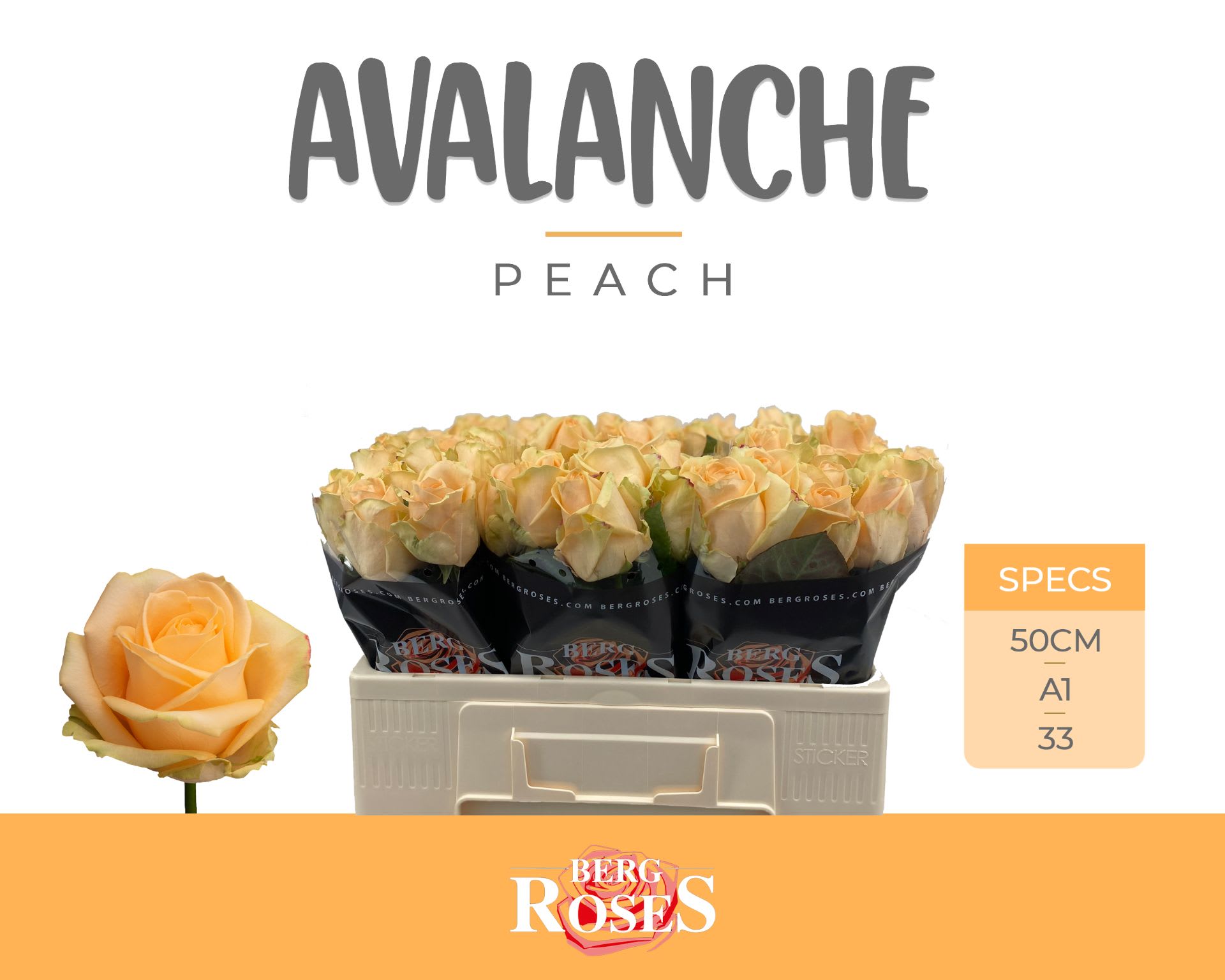 Срезанные цветы оптом Rosa large peach avalanche+ от 60шт из Голландии с доставкой по России
