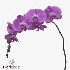 Срезанные цветы оптом Phalaenopsis victorian princess (per stem) от 8шт. из Голландии с доставкой по России