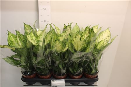 Горшечные цветы и растения оптом Dieff Amy от 10шт из Голландии с доставкой по России