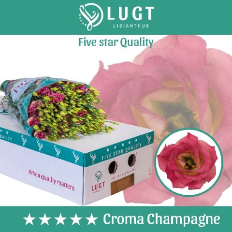 Срезанные цветы оптом Lisianthus do croma champagne от 140шт из Голландии с доставкой по России