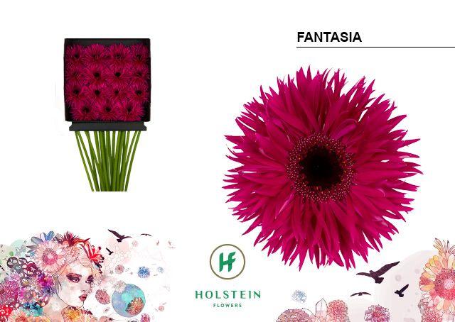 Срезанные цветы оптом Gerbera diamond gerspider big fantasia от 15шт из Голландии с доставкой по России