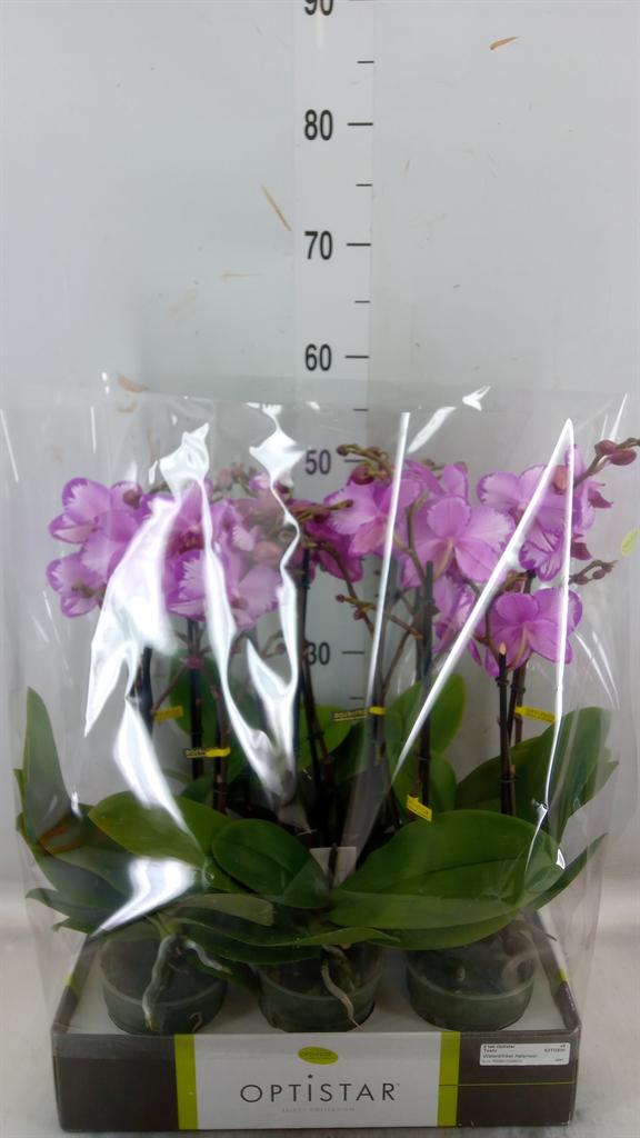 Горшечные цветы и растения оптом Phalaenopsis   ...rose от 6шт из Голландии с доставкой по России