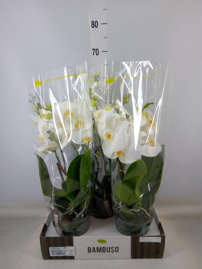 Горшечные цветы и растения оптом Phalaenopsis   ...white от 3шт из Голландии с доставкой по России