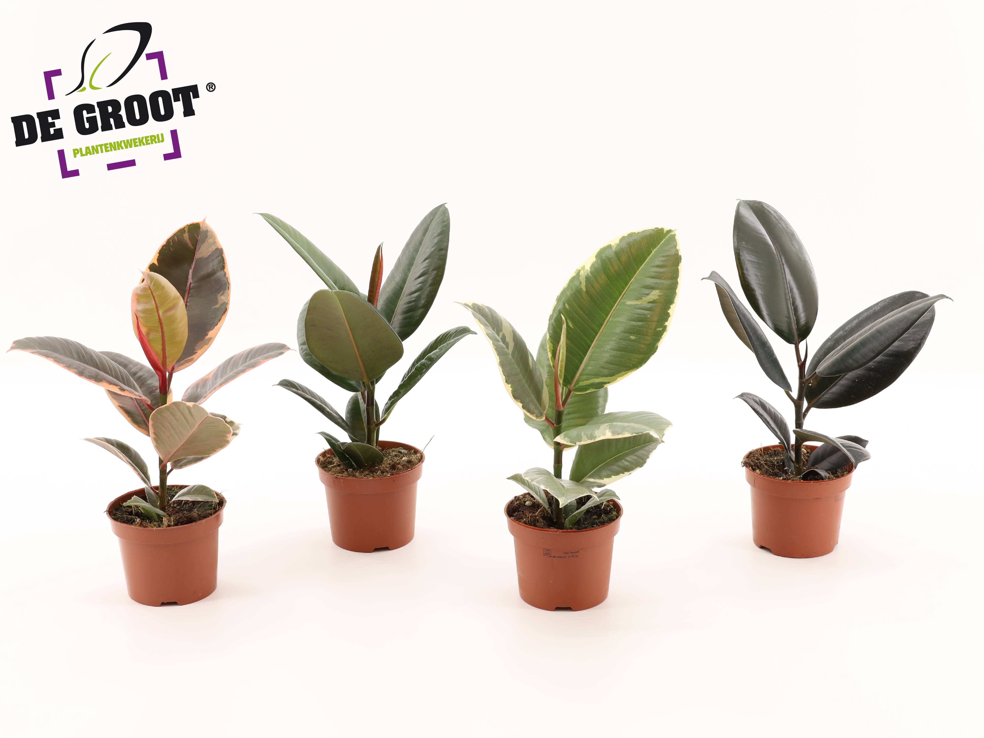 Горшечные цветы и растения оптом Ficus El Mix от 10шт из Голландии с доставкой по России