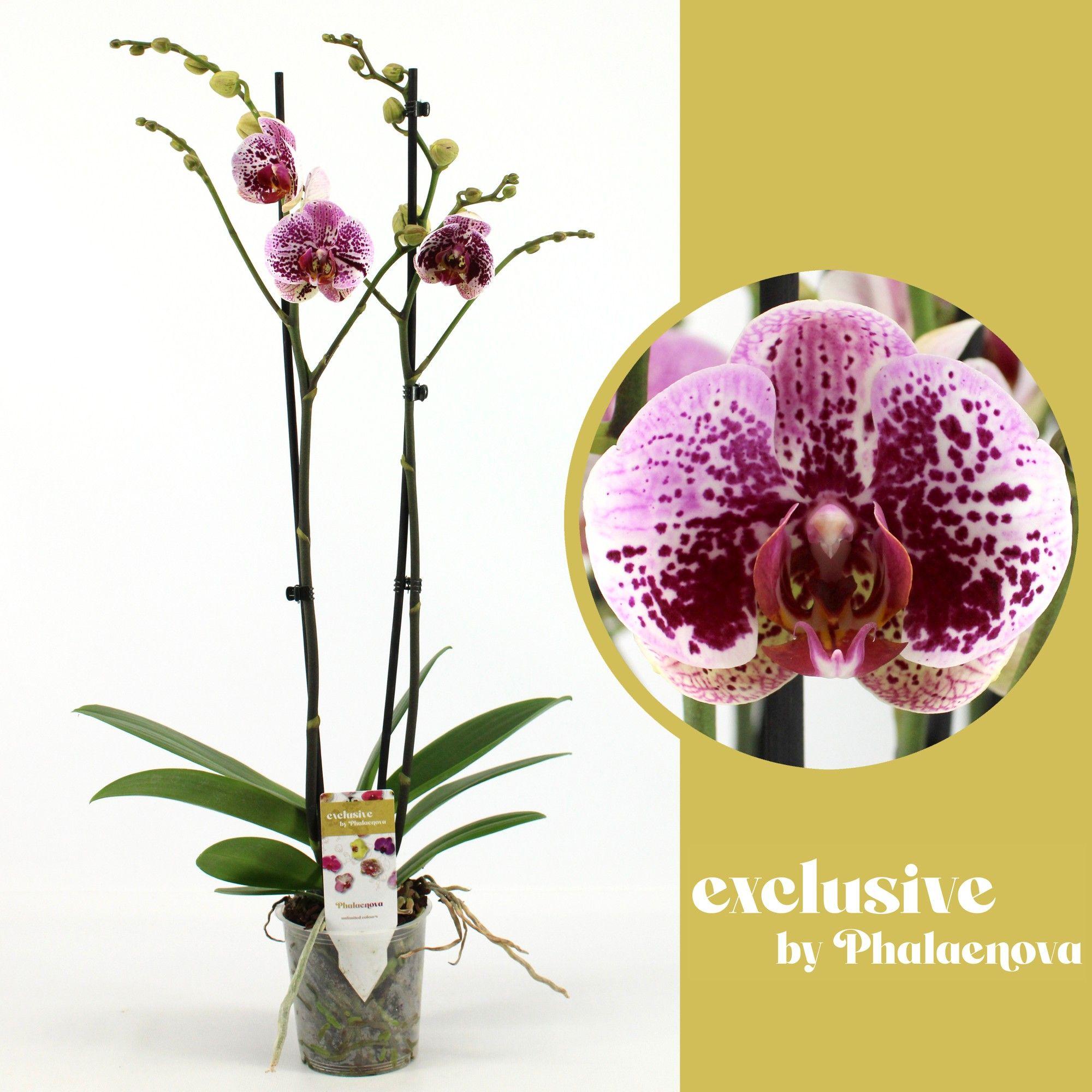 Горшечные цветы и растения оптом Phal 2st Beata 14+ (phalaenova) от 10шт из Голландии с доставкой по России