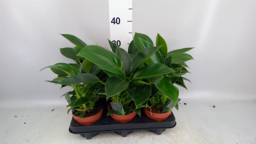 Горшечные цветы и растения оптом Philodendron green Princess от 6шт из Голландии с доставкой по России
