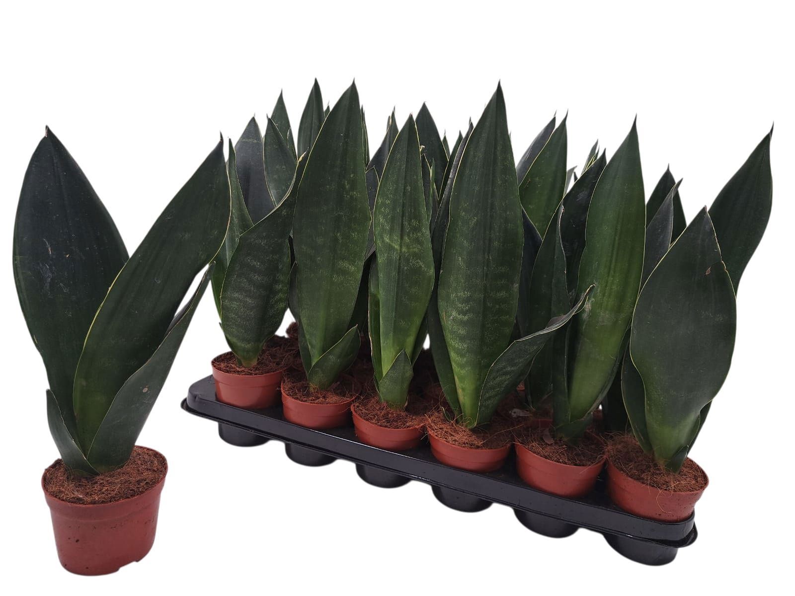 Горшечные цветы и растения оптом Sansev Trifascia  Ov от 18шт (для телеги) из Голландии с доставкой по России