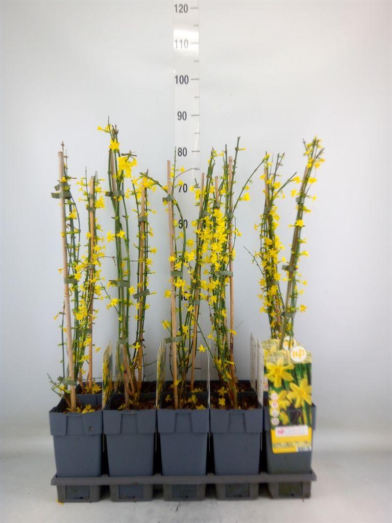 Горшечные цветы и растения оптом Jasminum Nudiflorum от 10шт из Голландии с доставкой по России