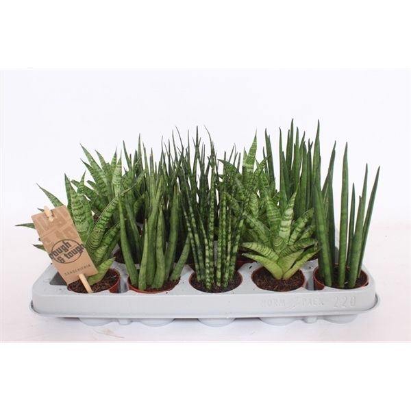 Горшечные цветы и растения оптом Sansevieria Luxe Mix от 20шт из Голландии с доставкой по России