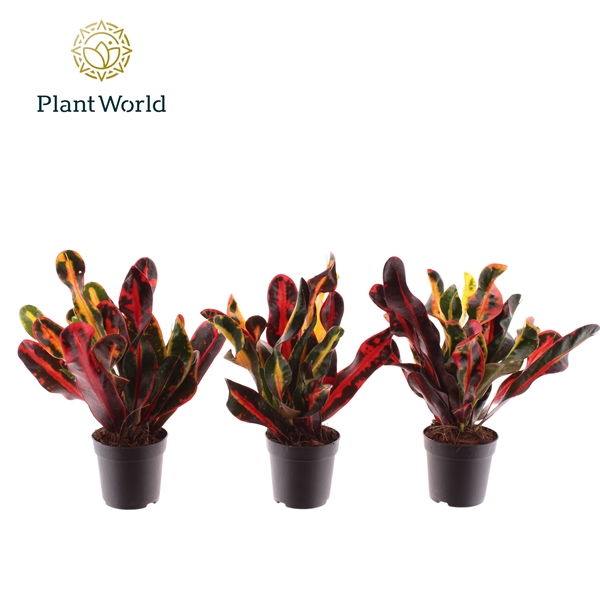 Горшечные цветы и растения оптом Codiaeum Mammi Head (decorum) от 16шт (для телеги) из Голландии с доставкой по России