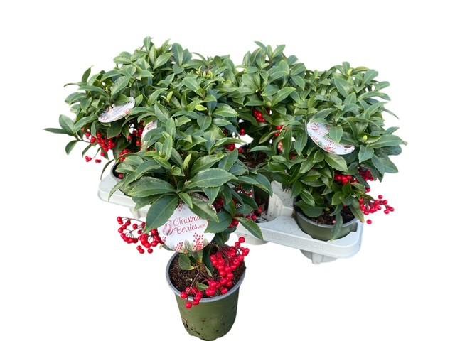 Горшечные цветы и растения оптом Ardis Cr Bos Pr Ji B от 8шт из Голландии с доставкой по России