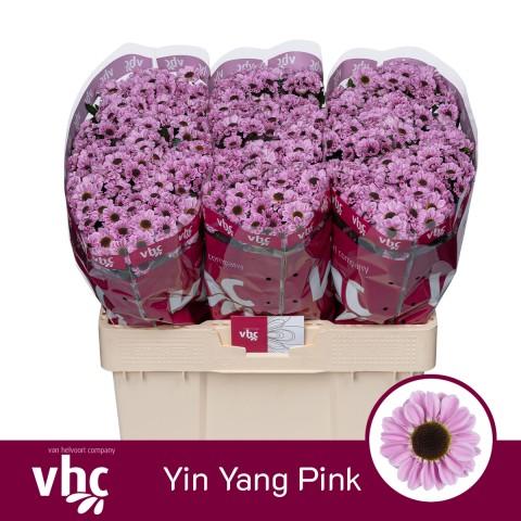 Срезанные цветы оптом Chrys sa yin yang pink от 75шт из Голландии с доставкой по России