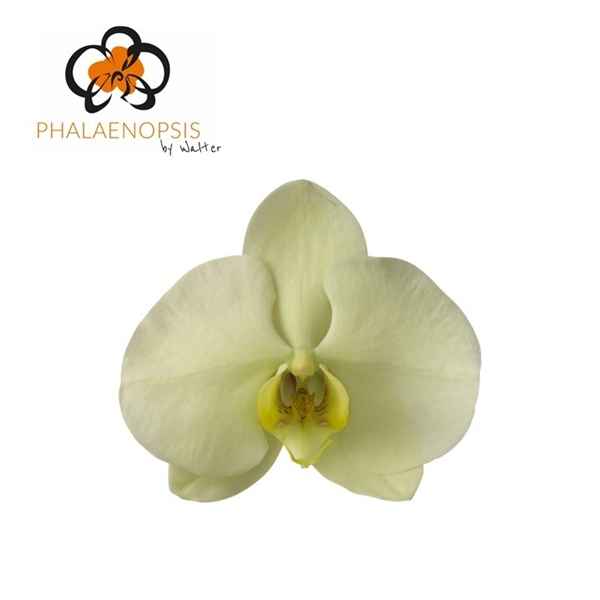 Срезанные цветы оптом Phalaenopsis limon bella (per flower) от 25шт из Голландии с доставкой по России