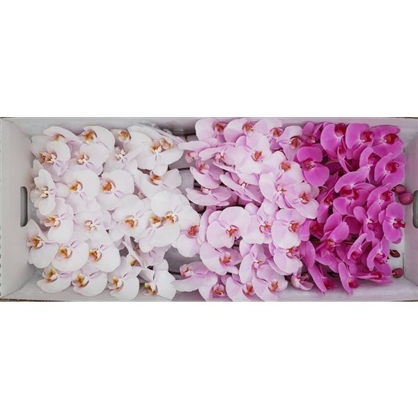 Срезанные цветы оптом Phalaenopsis mix (per stem) от 3шт из Голландии с доставкой по России