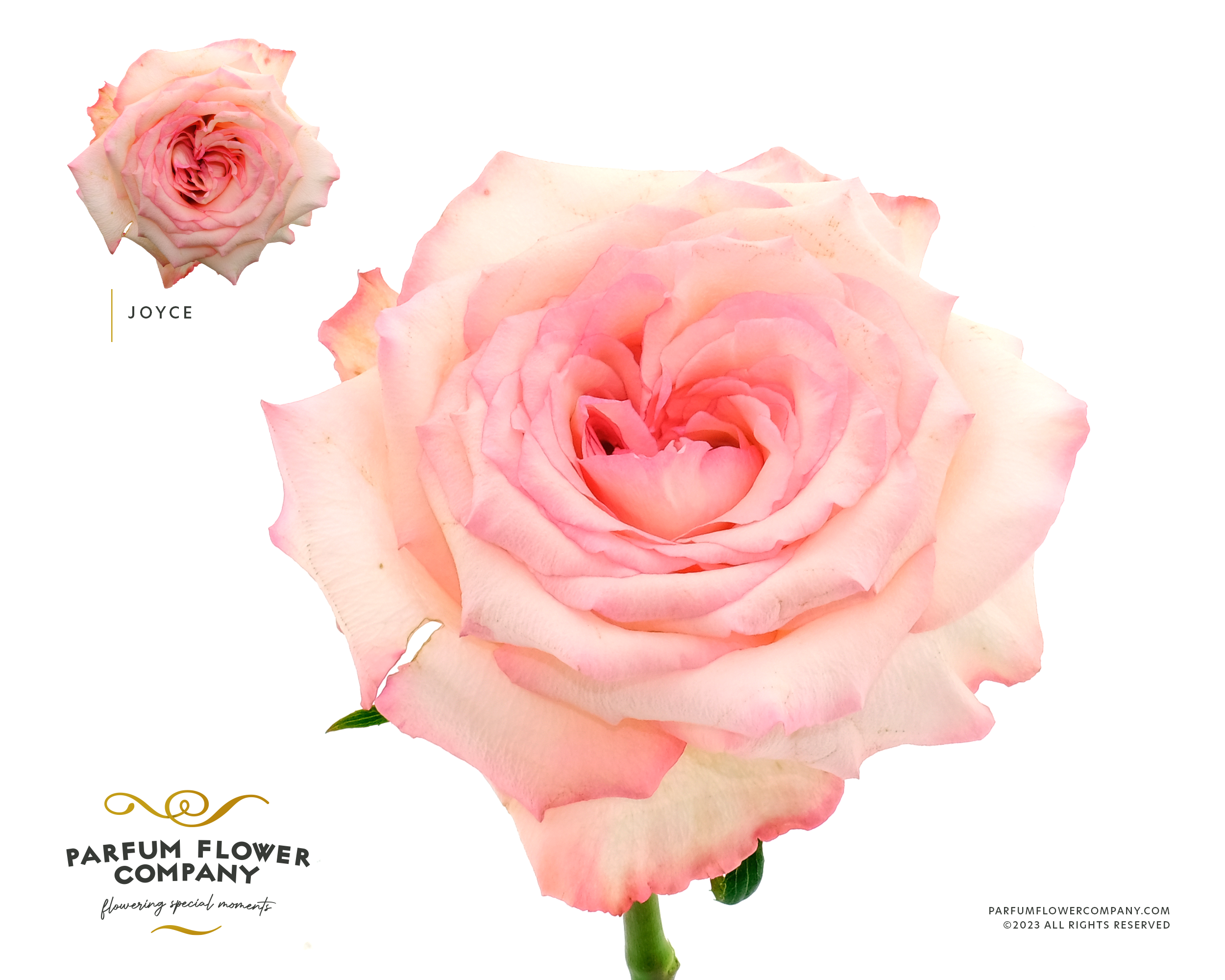 Срезанные цветы оптом Rosa la garden joyce от 24шт из Голландии с доставкой по России