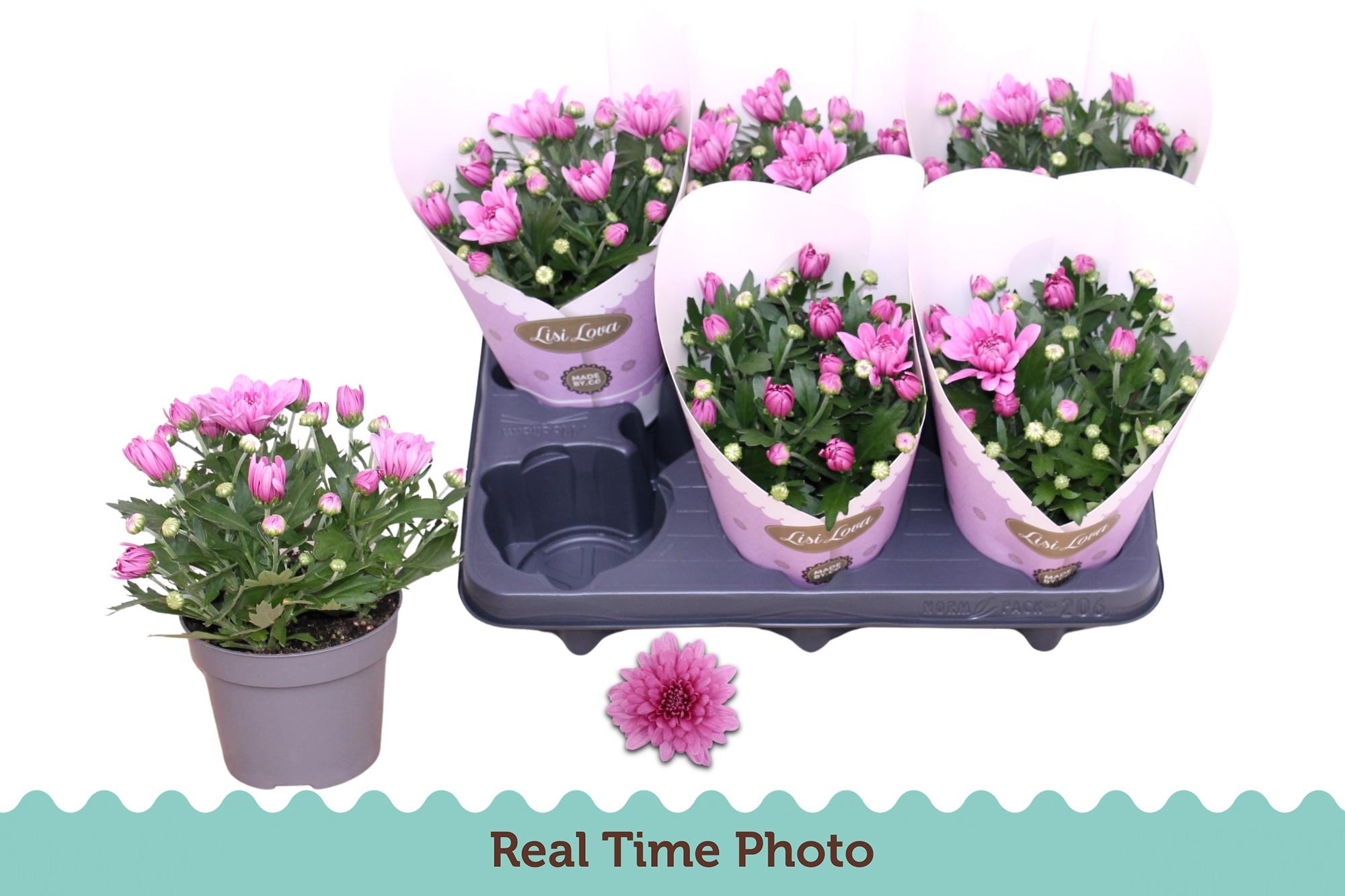 Горшечные цветы и растения оптом Chrys Mount Aubisque от 6шт из Голландии с доставкой по России