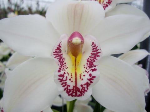 Срезанные цветы оптом Cymbidium white cascade от 8шт. из Голландии с доставкой по России