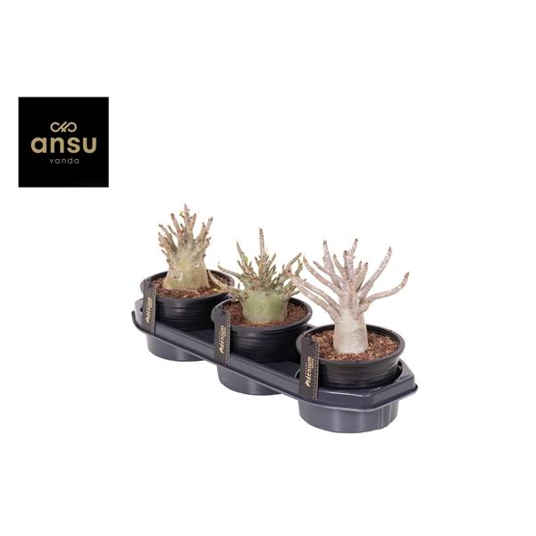 Горшечные цветы и растения оптом Adenium Ansu Baobab от 3шт из Голландии с доставкой по России