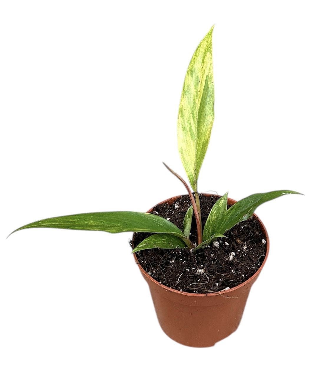 Горшечные цветы и растения оптом Philodendron Caramel Marble от 1шт (для телеги) из Голландии с доставкой по России