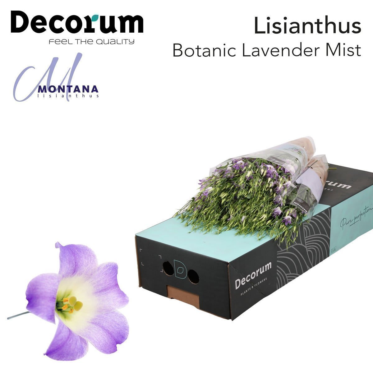 Срезанные цветы оптом Lisianthus do botanic lilac squash от 140шт из Голландии с доставкой по России