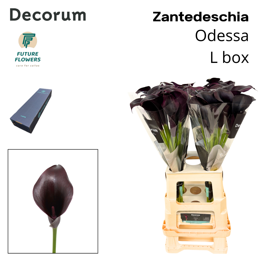 Срезанные цветы оптом Zantedeschia odessa от 160шт из Голландии с доставкой по России