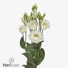 Срезанные цветы оптом Lisianthus do rosita white от 40шт. из Голландии с доставкой по России