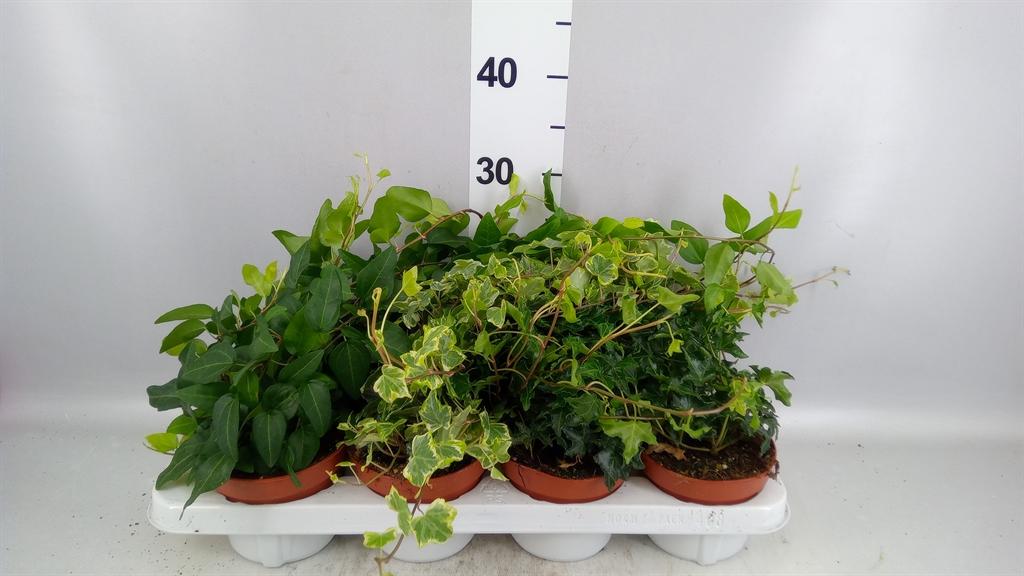 Горшечные цветы и растения оптом Hedera ...mix от 8шт из Голландии с доставкой по России