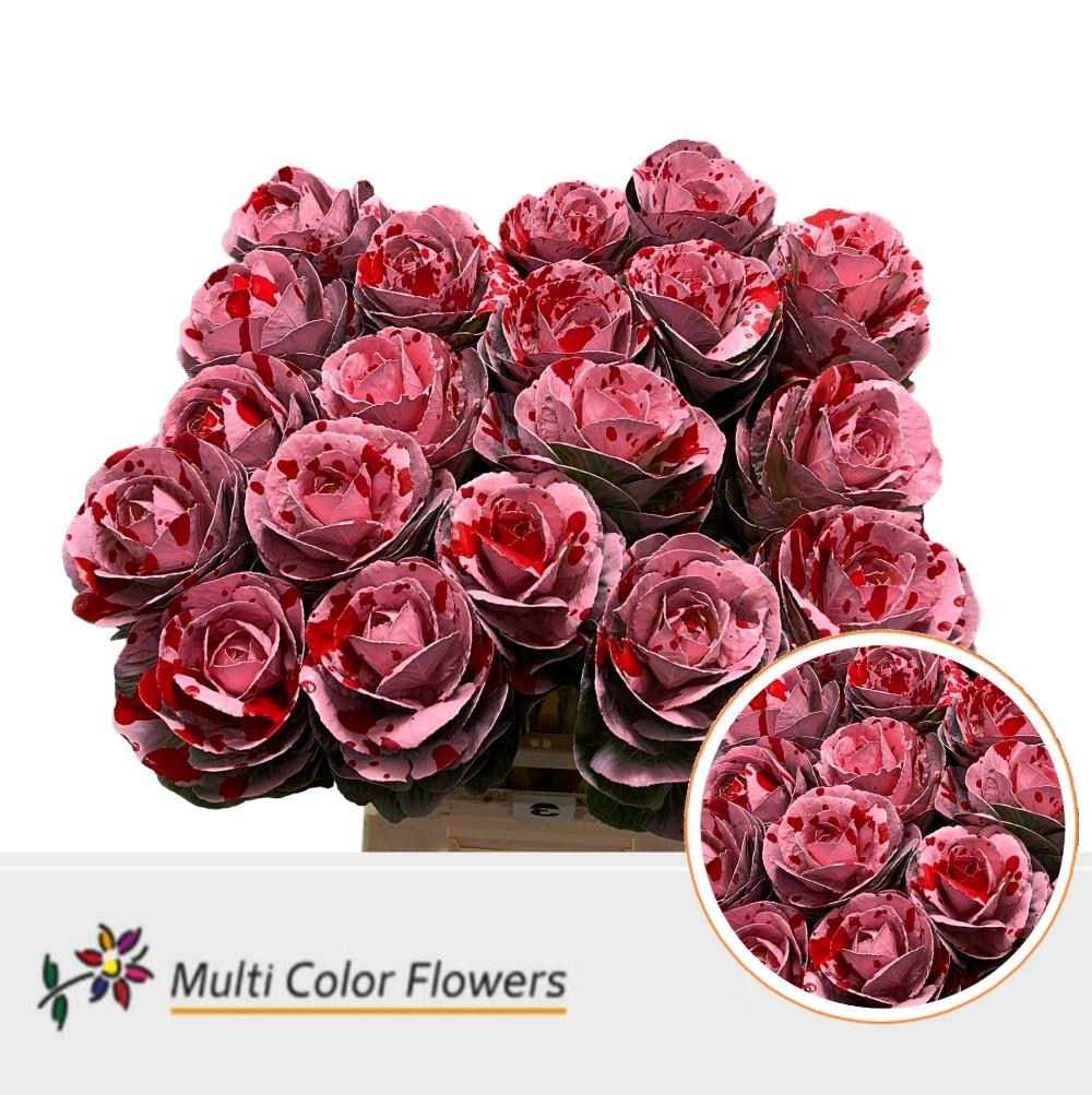 Срезанные цветы оптом Brassica paint splash red от 20шт из Голландии с доставкой по России