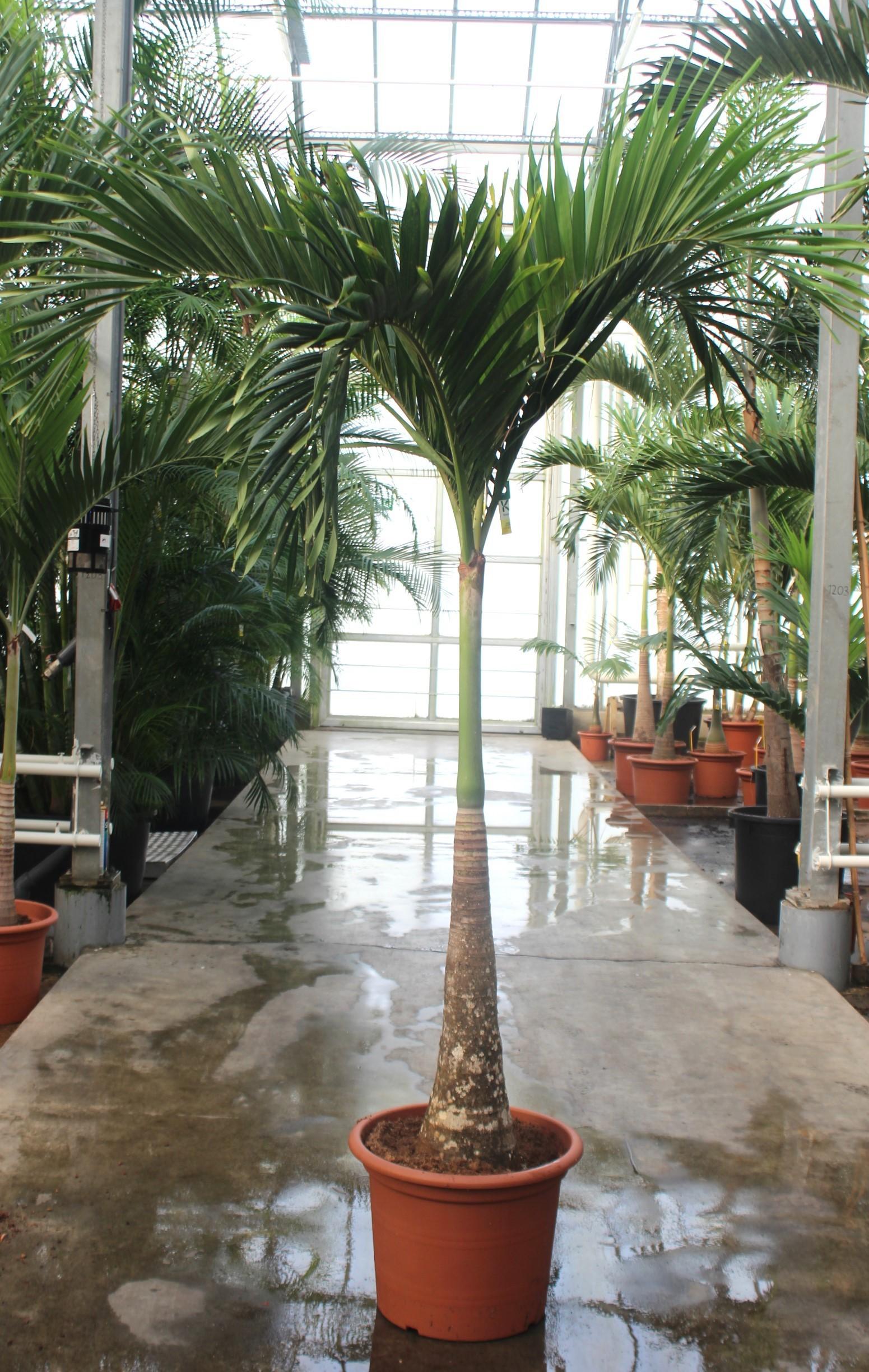 Горшечные цветы и растения оптом Veitchia Merrillii от 1шт из Голландии с доставкой по России