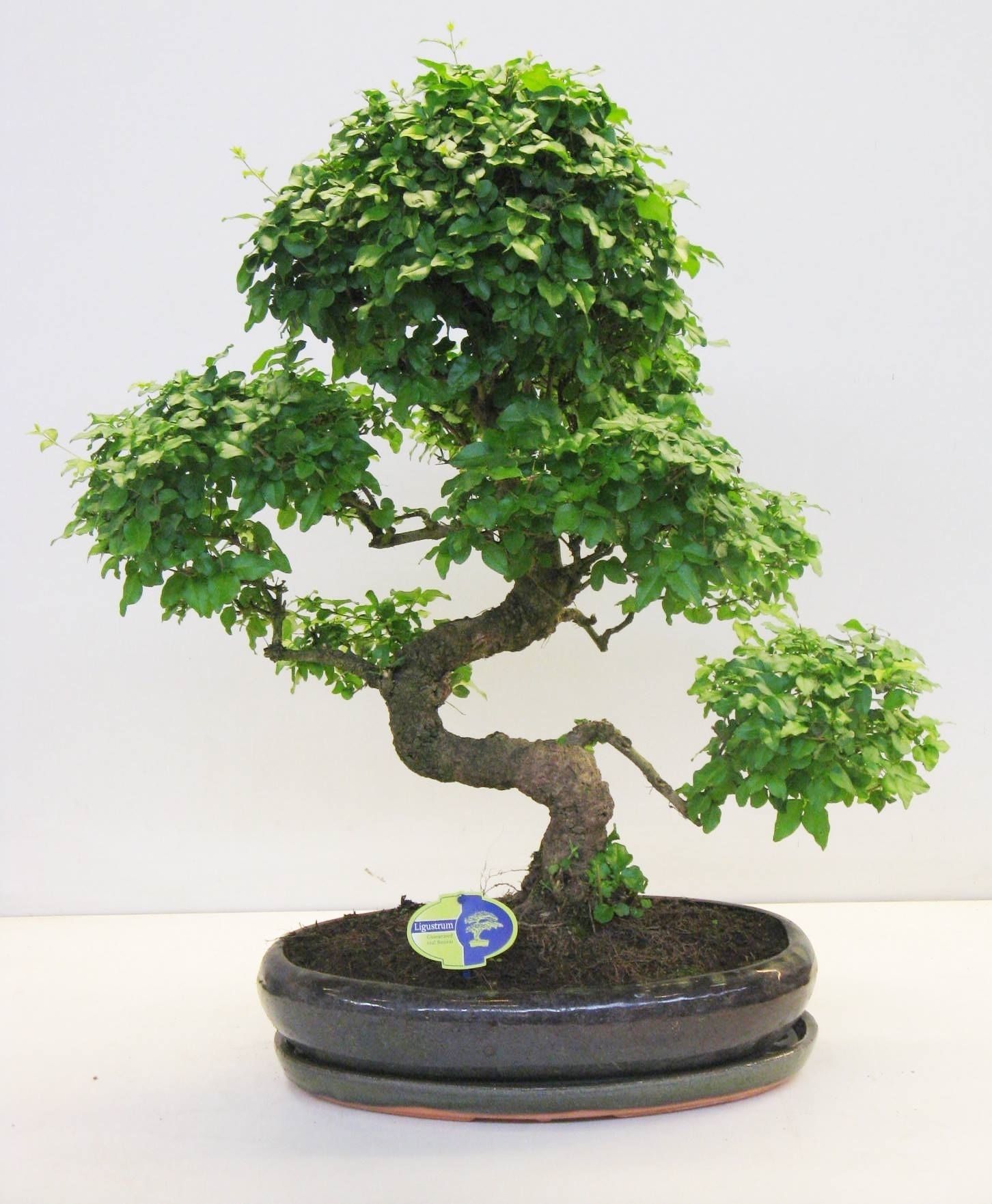 Горшечные цветы и растения оптом Bonsai Ligustrum Sinensis Shape, With Drip Tray от 1шт из Голландии с доставкой по России