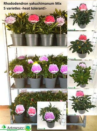 Горшечные цветы и растения оптом Rhodo Ya Mix от 1шт из Голландии с доставкой по России