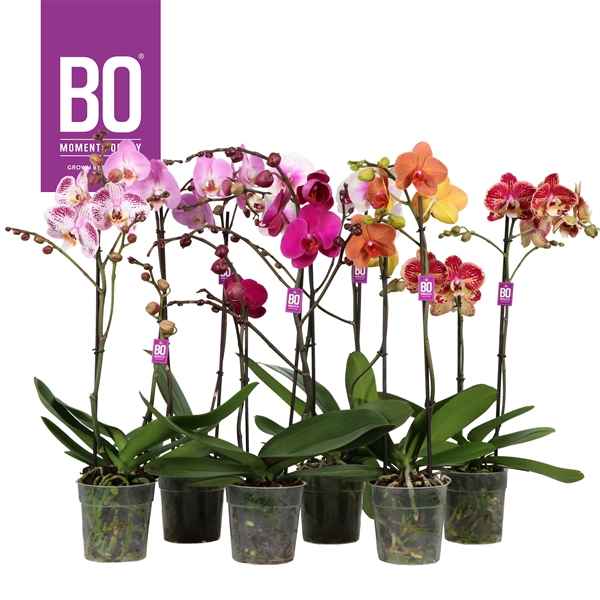 Горшечные цветы и растения оптом Phal 2st Funda Bo Mix (opti) от 10шт из Голландии с доставкой по России