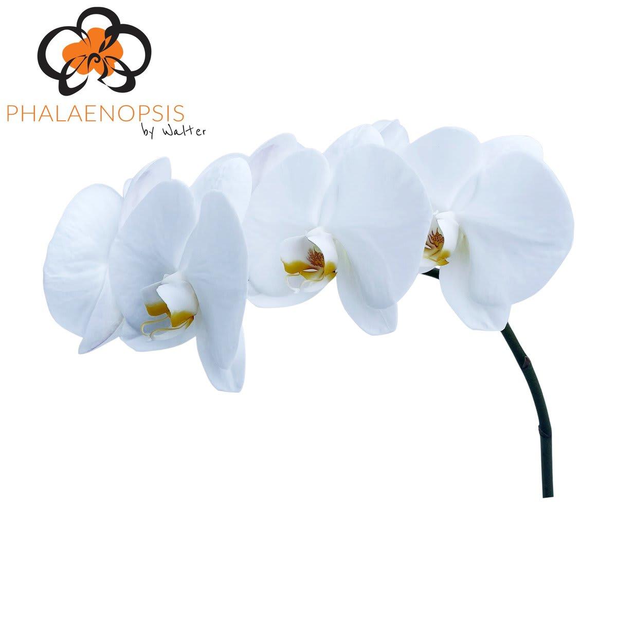 Срезанные цветы оптом Phalaenopsis magnificent maliha (per flower) от 20шт из Голландии с доставкой по России