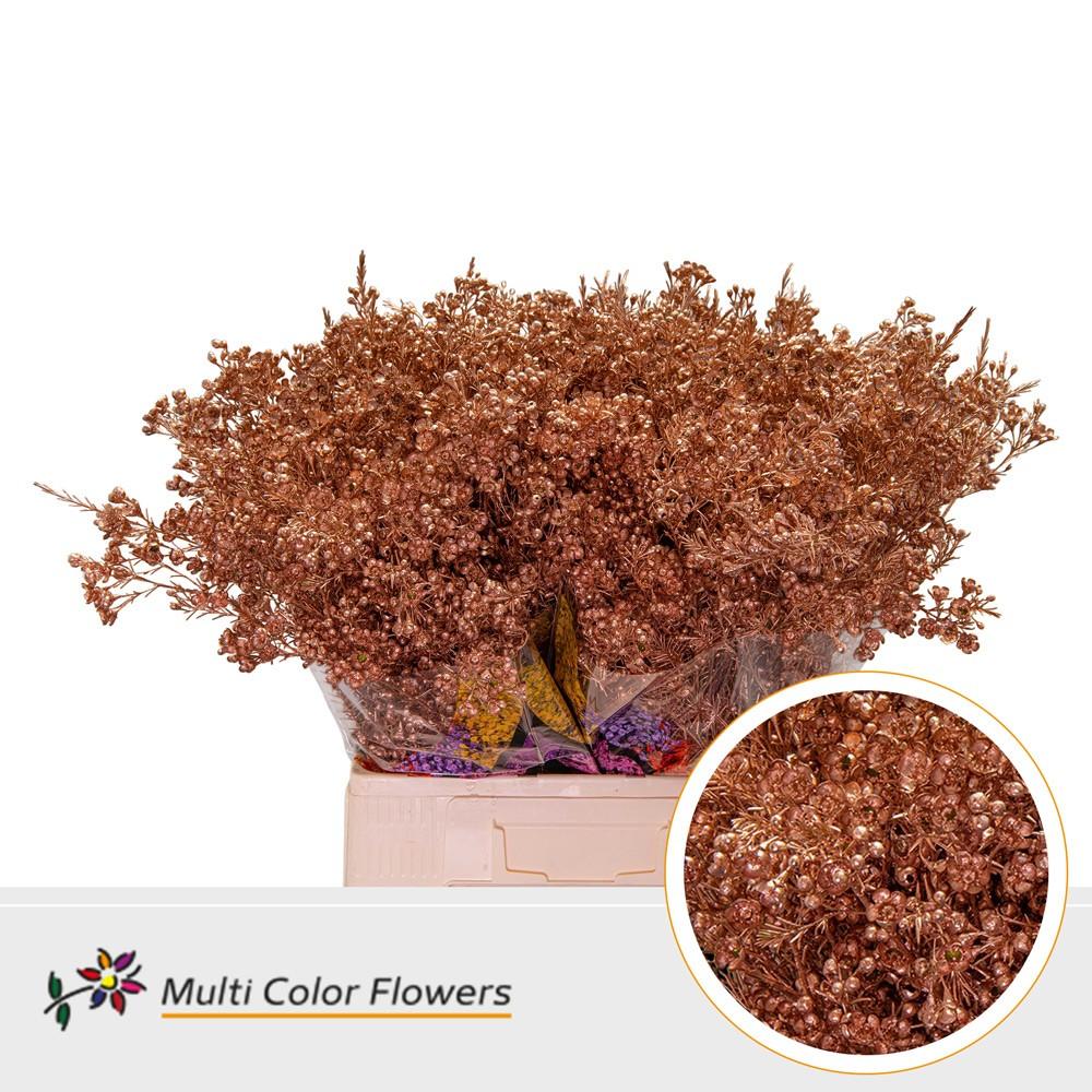 Срезанные цветы оптом Chamelaucium paint copper от 100шт из Голландии с доставкой по России